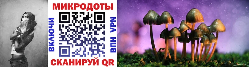 Галлюциногенные грибы Psilocybe Георгиевск